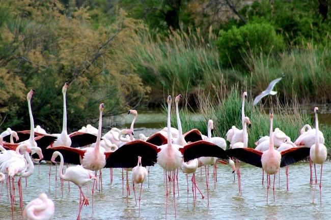 Camargue 