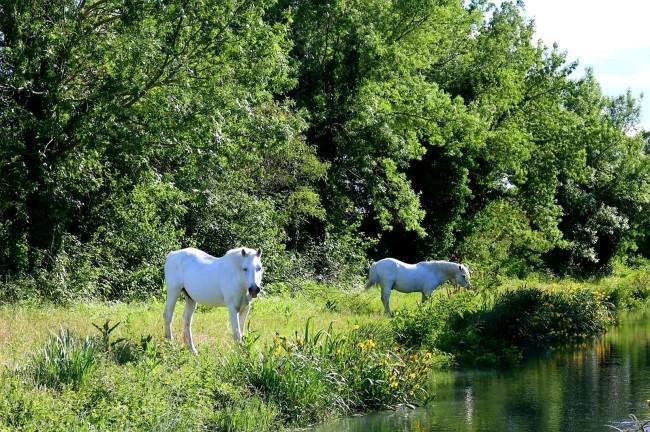 Camargue 